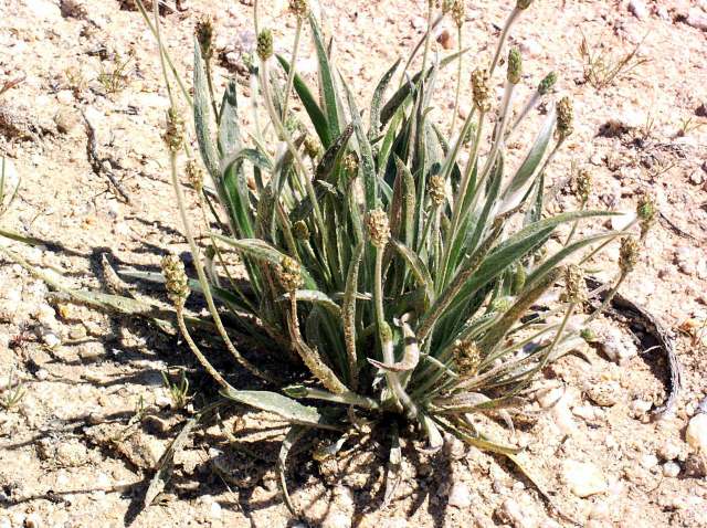 اسفرزه Plantago ovata 8